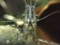 /album/fotogalerij/roodschaargarnaal-close-up-jpg/